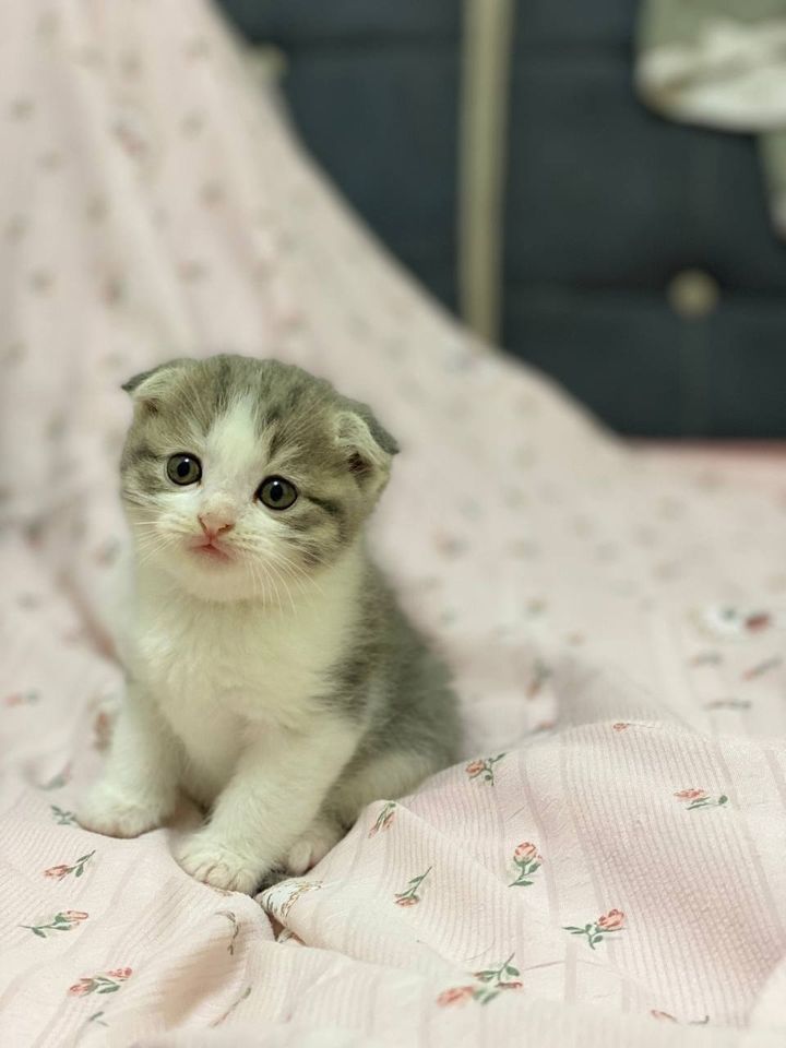 700 000 сум