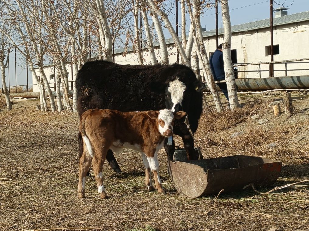 43 000 000 so'm