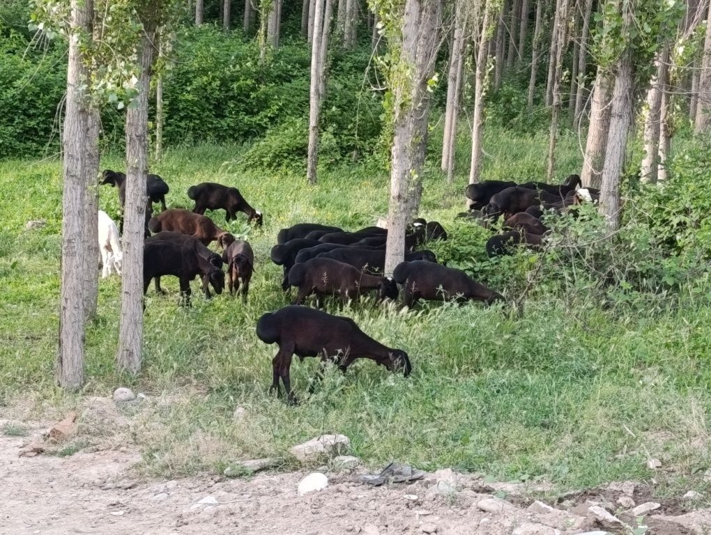 3 800 000 сум