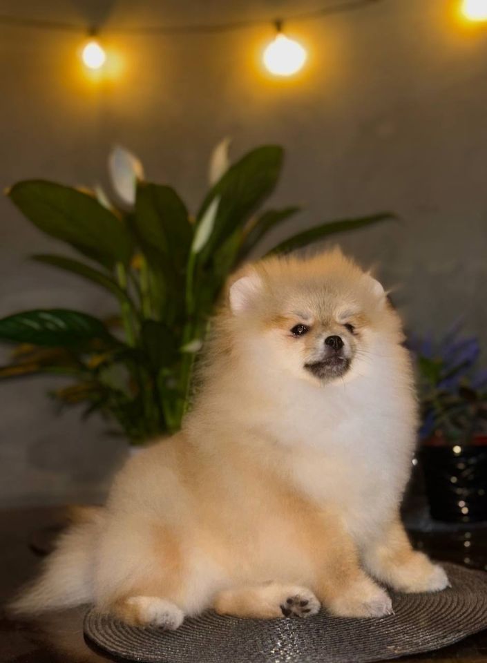 1 000 USD