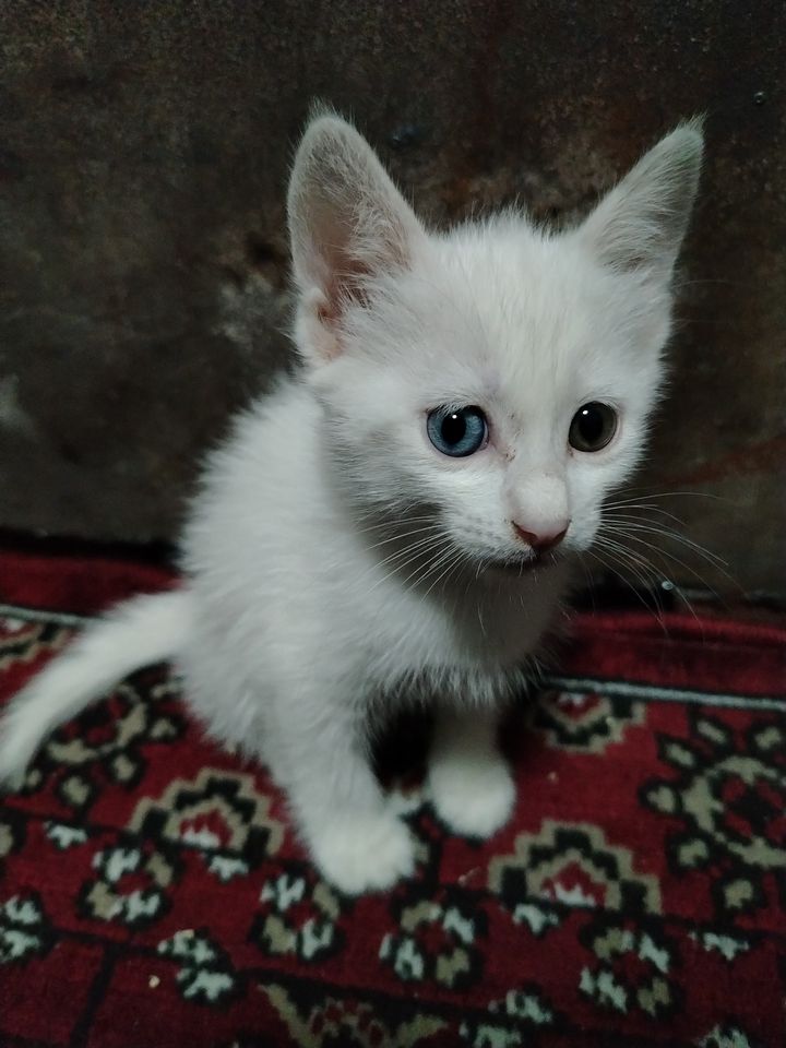 600 000 UZS