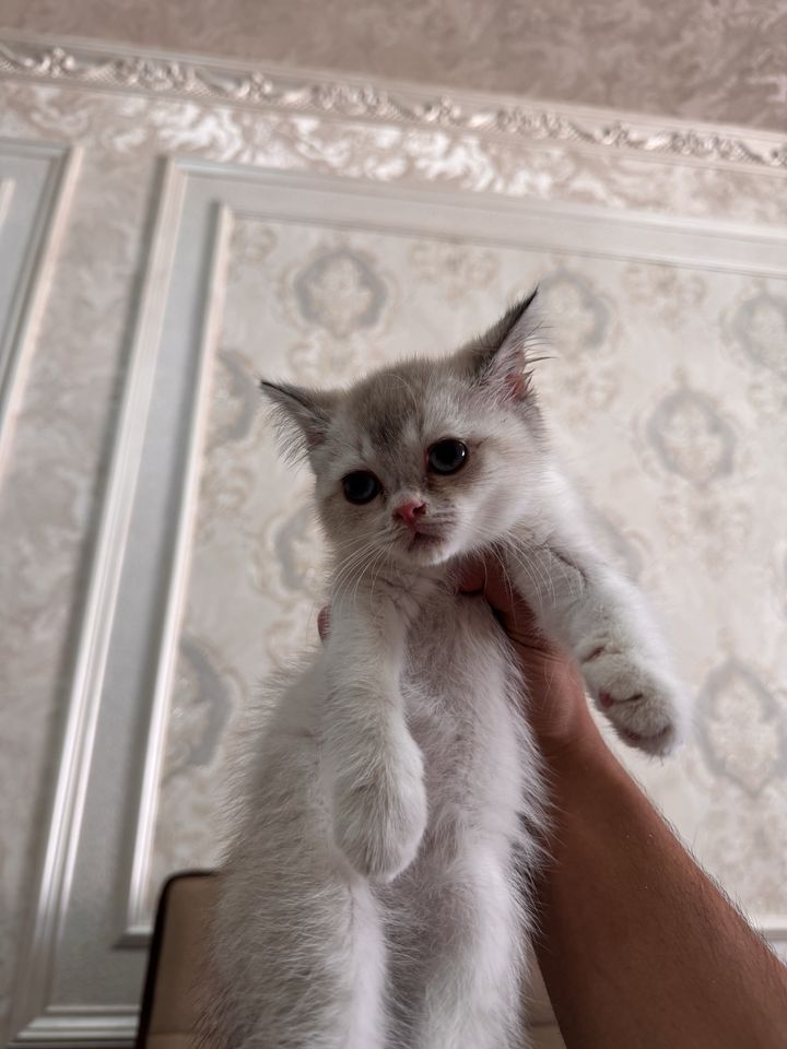 450 000 сум