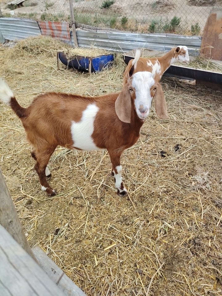 300 000 сум
