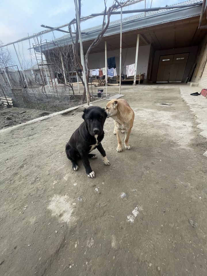 2 000 000 сум