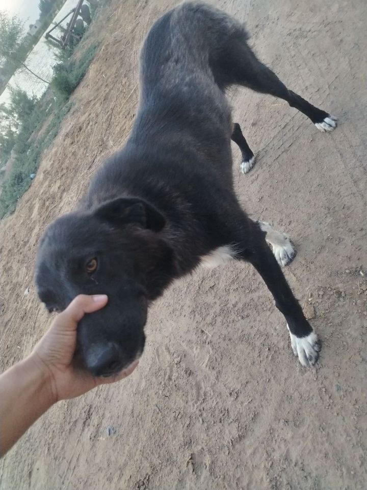 Free