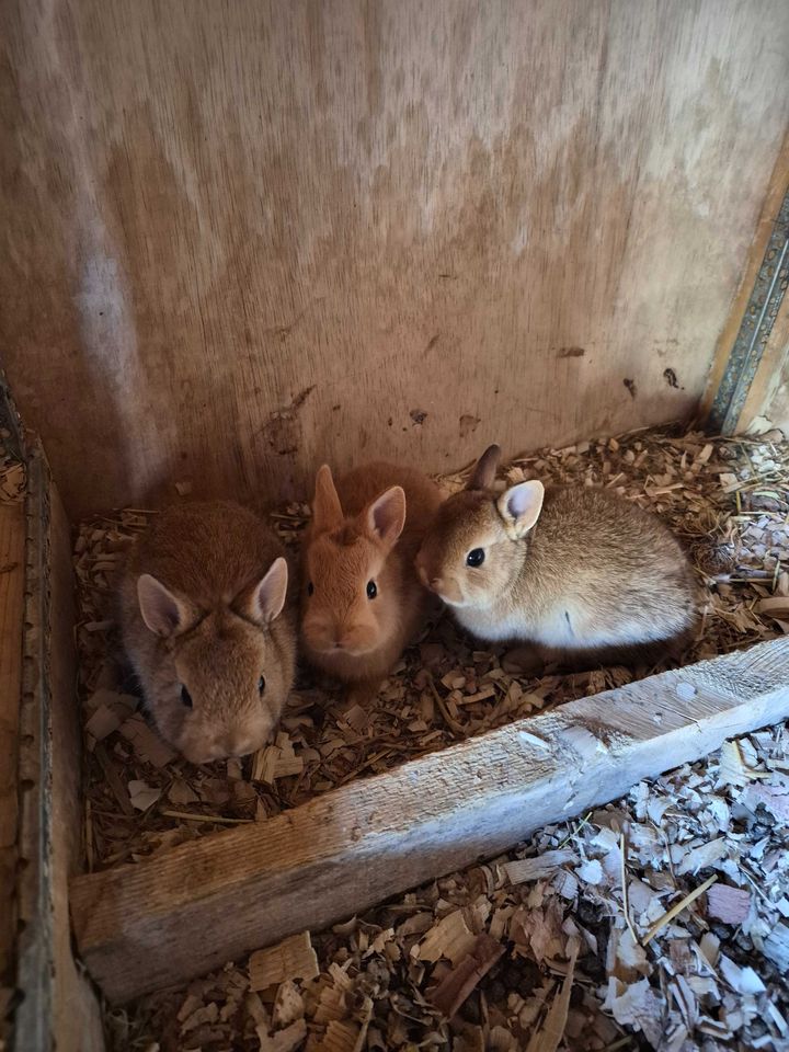 250 000 сум