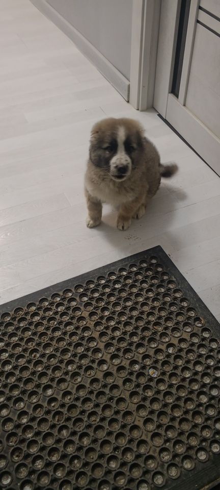 1 100 000 сум