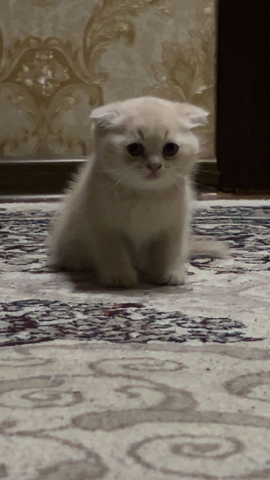 250 USD