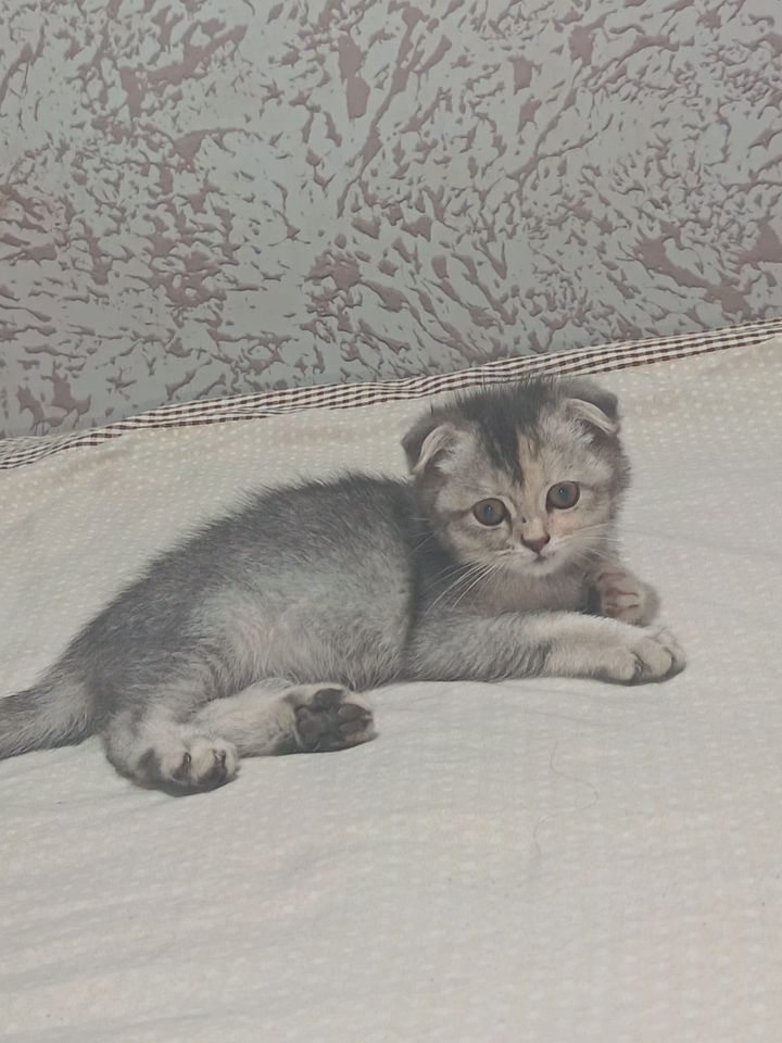 800 000 сум
