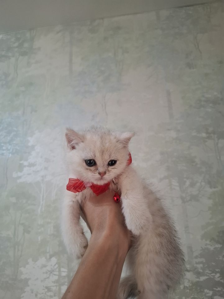 500 000 сум
