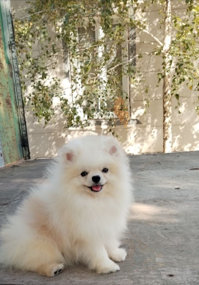 650 USD