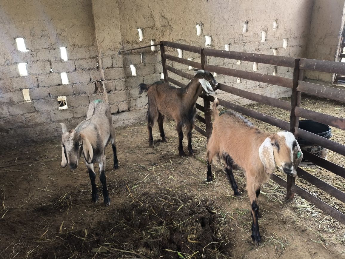 2 200 000 UZS