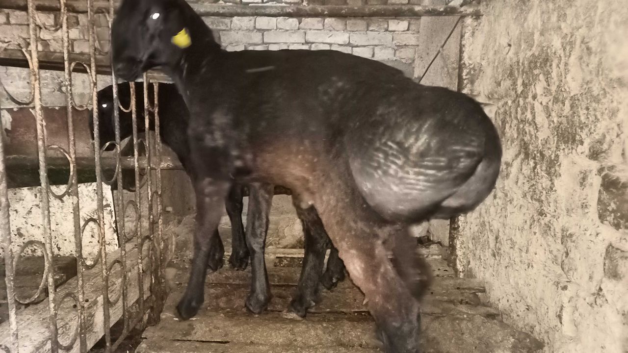 9 000 000 сум