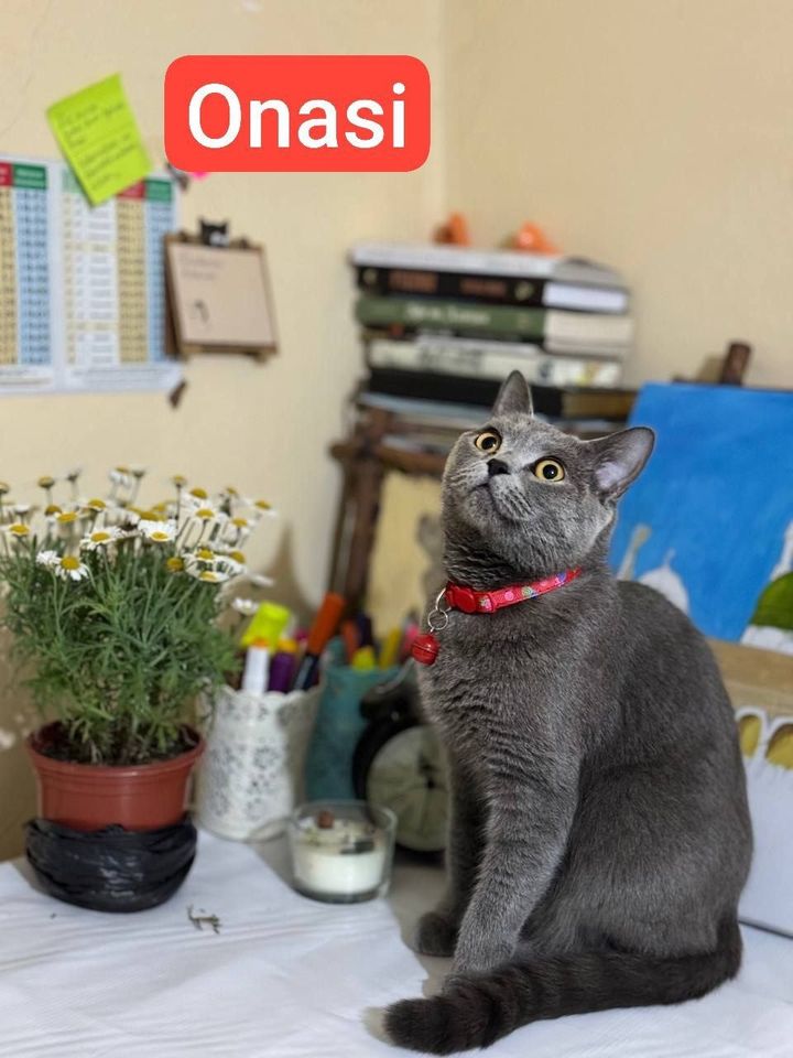 800 000 сум