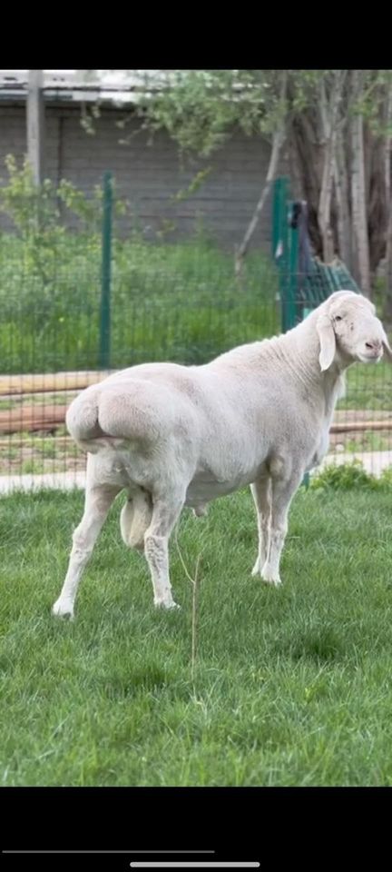 3 400 000 UZS