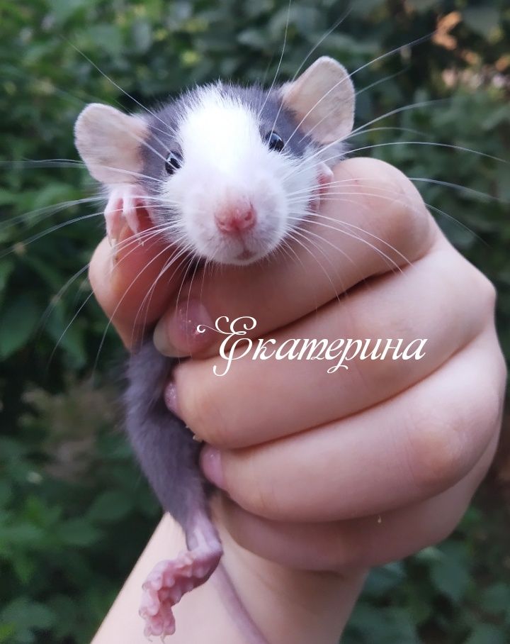 50 000 сум