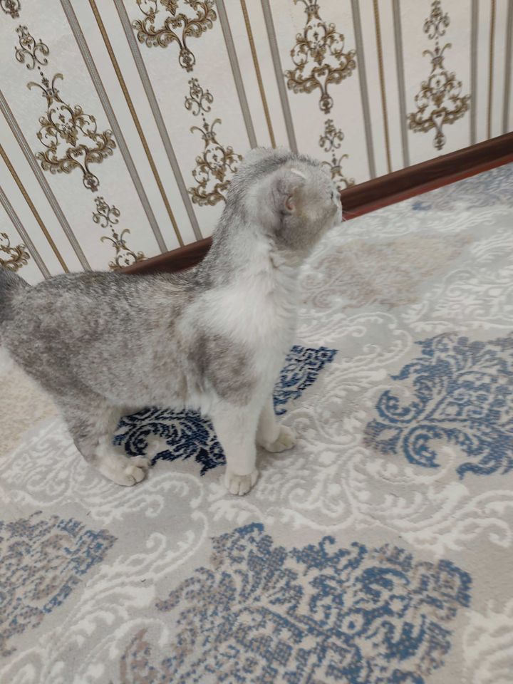 500 000 сум