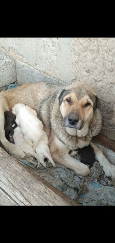 3 000 000 сум