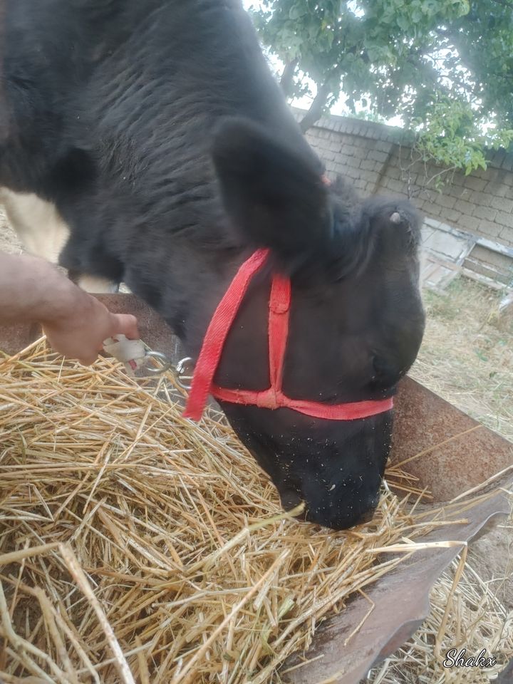 17 000 000 so'm