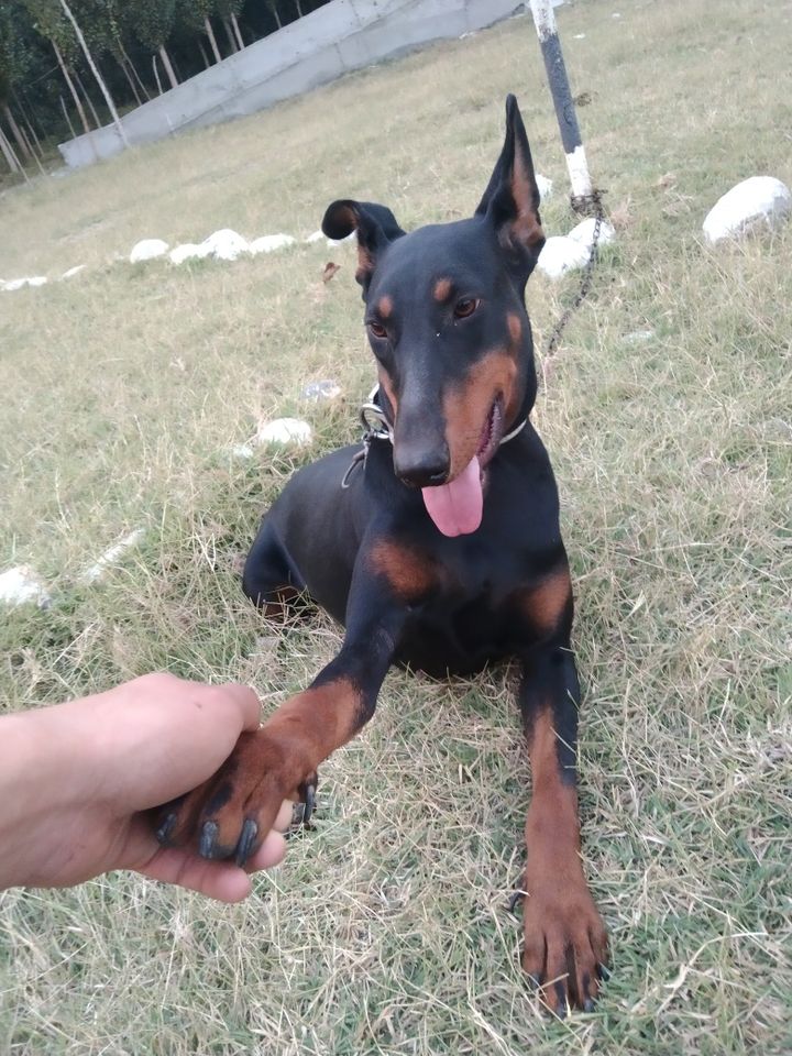 600 000 UZS