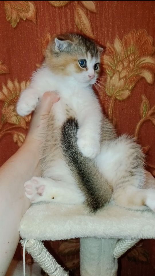 300 000 сум