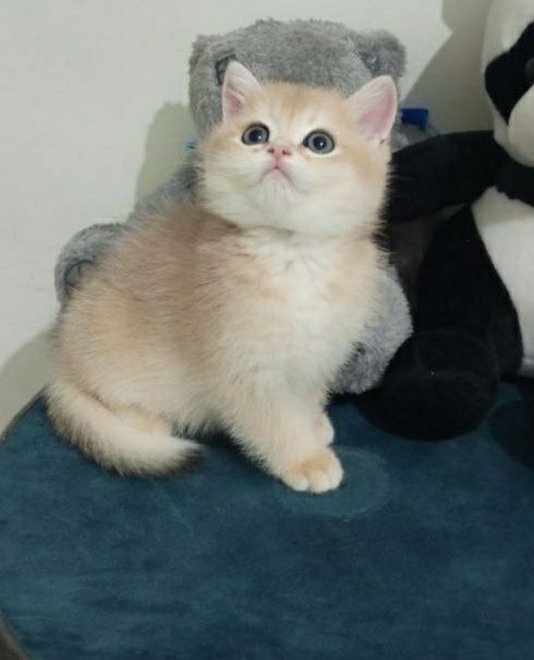 250 USD