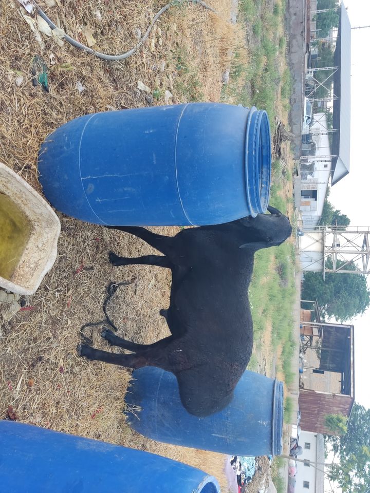90 000 UZS