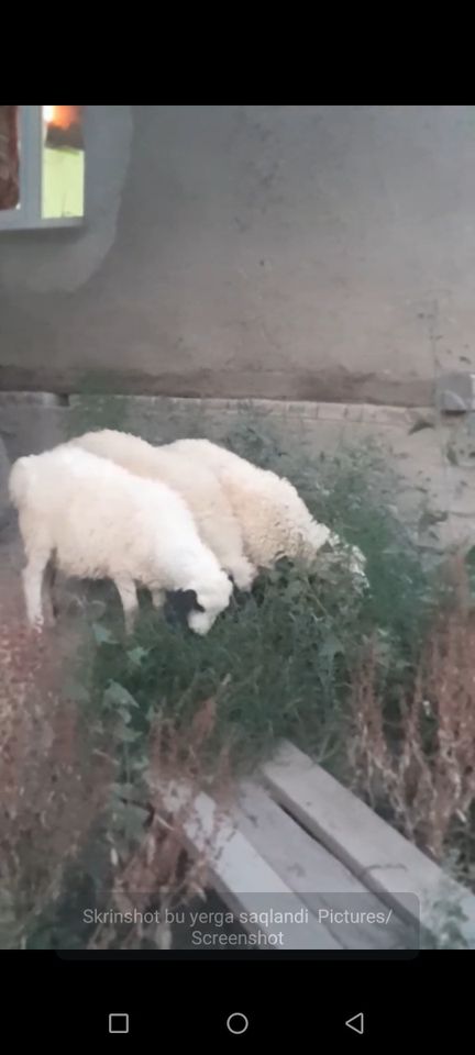 2 800 сум