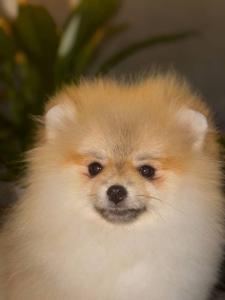1 000 USD