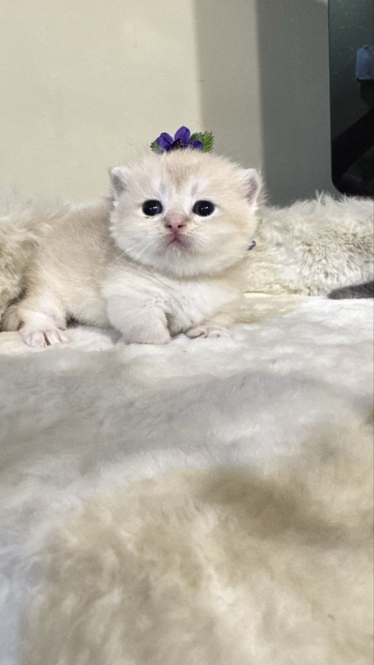 1 200 USD