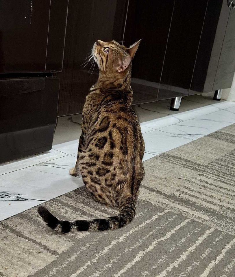 5 500 000 сум