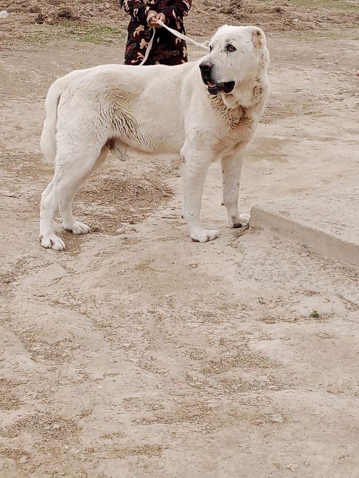 250 USD