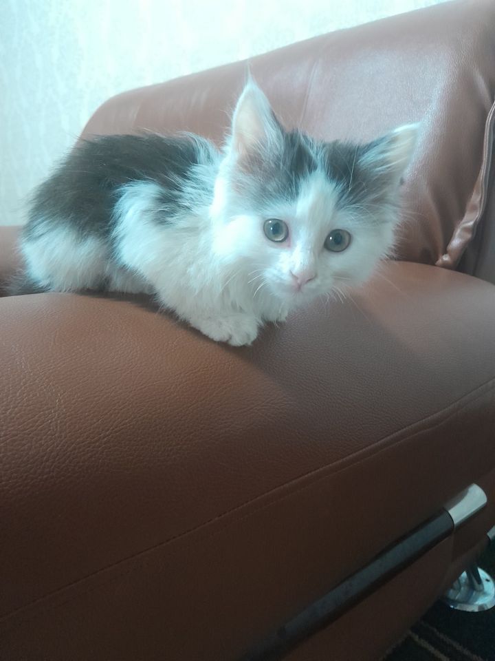 Бесплатно