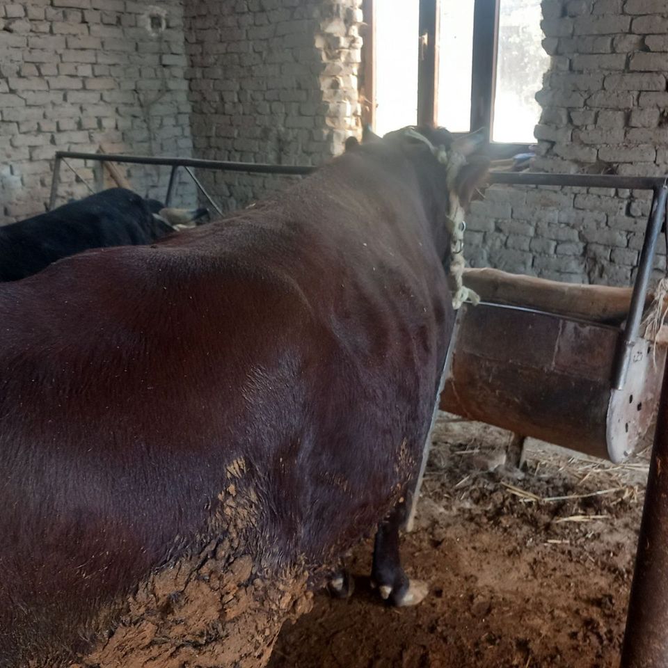 28 000 сум