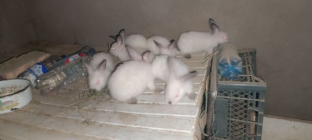 150 000 сум