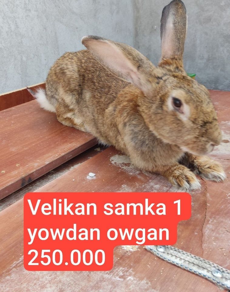 35 000 UZS