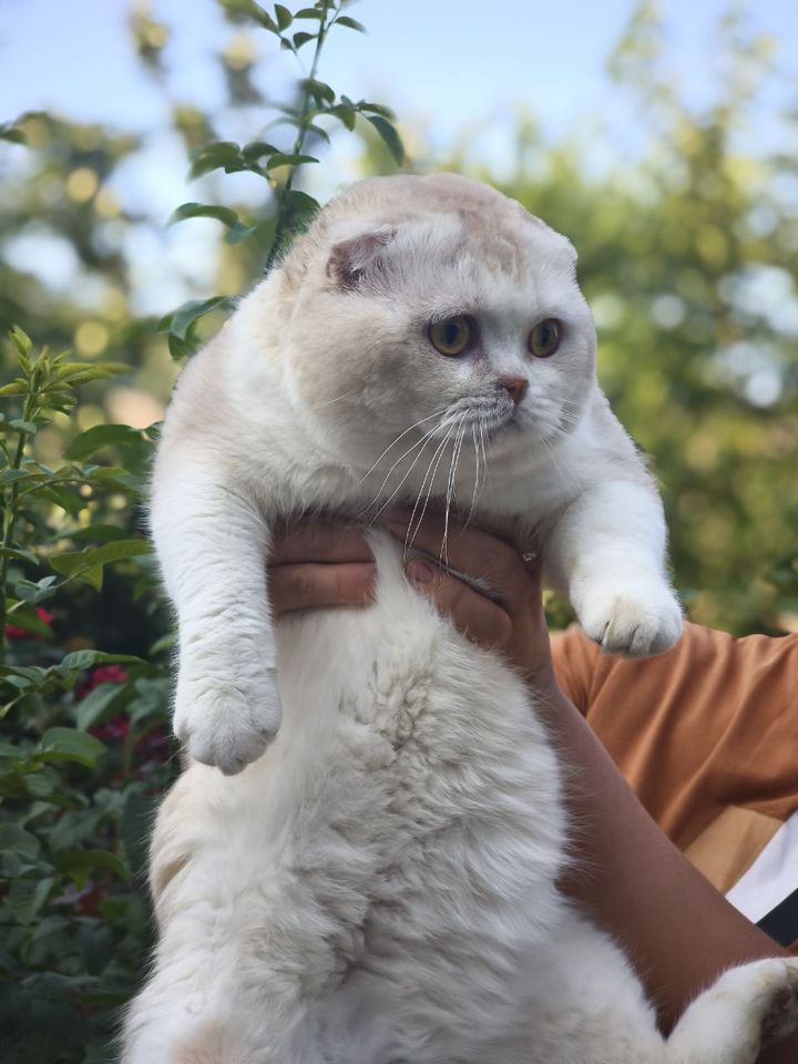 600 000 сум