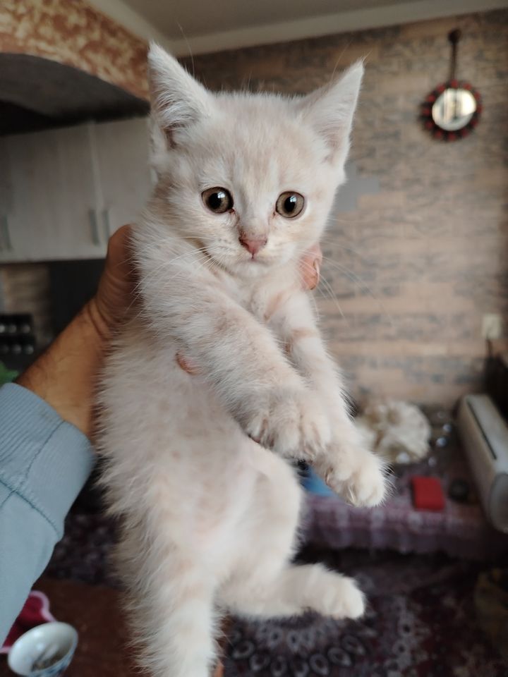 800 000 сум