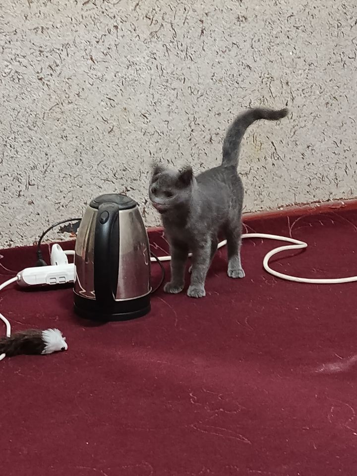 700 000 сум