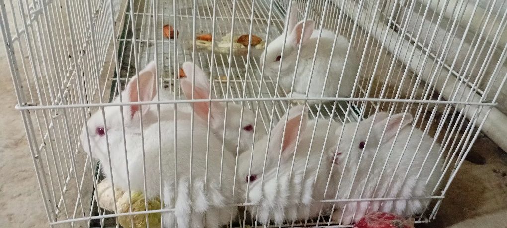 600 000 сум