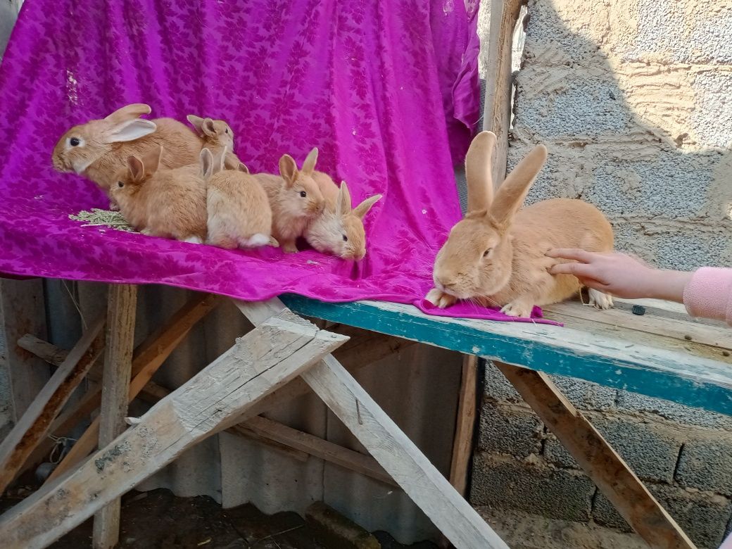 100 000 сум