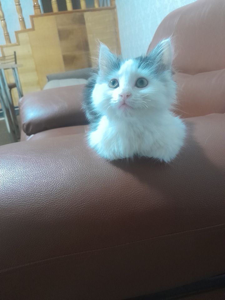 Бесплатно