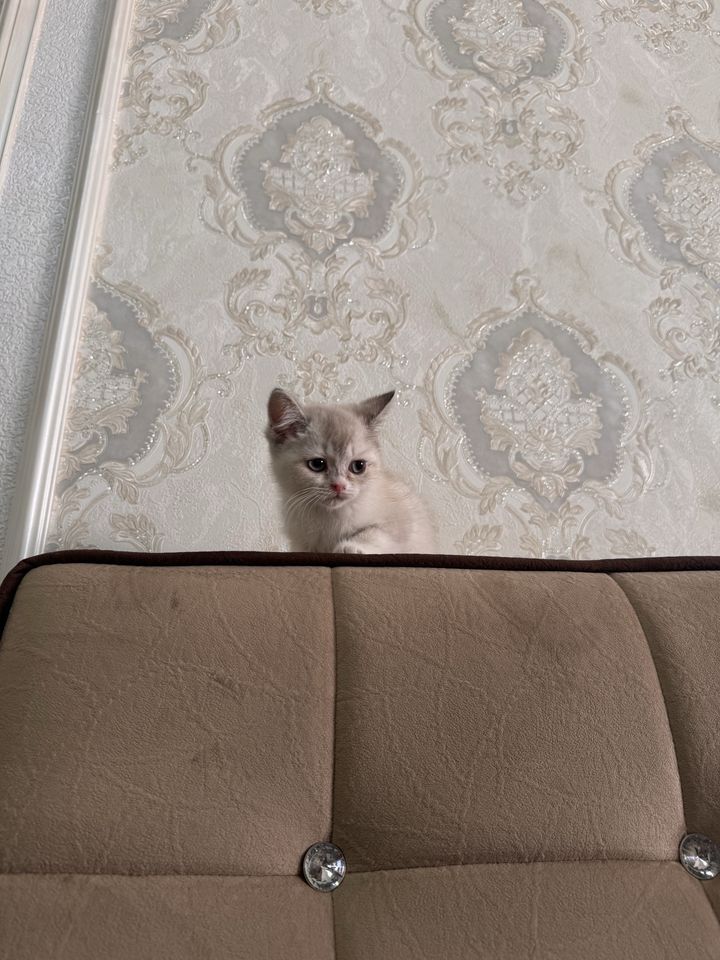 450 000 сум