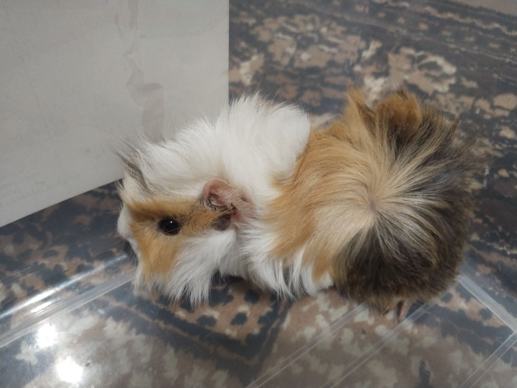 150 000 сум