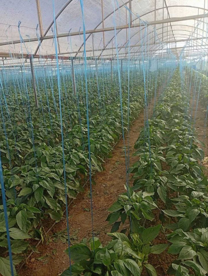 450 000 UZS