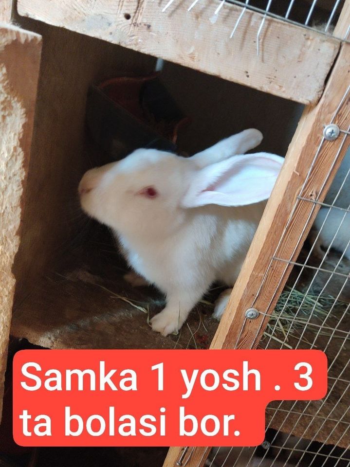 35 000 UZS