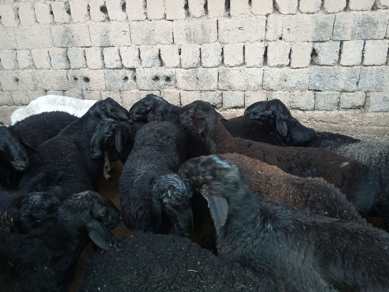4 800 000 UZS