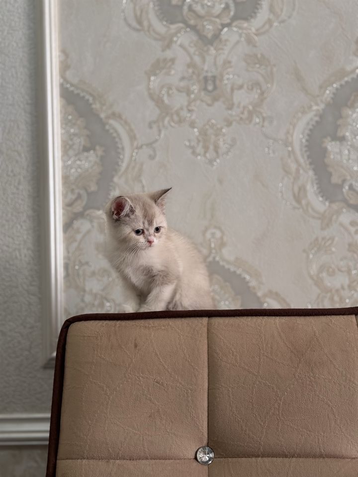 450 000 сум