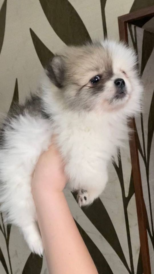 250 USD