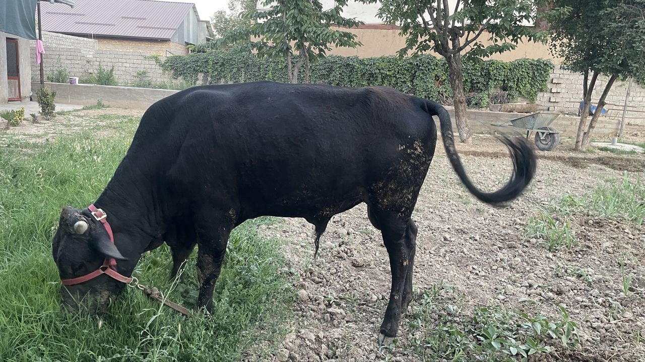 24 000 000 сум